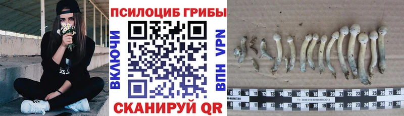 Псилоцибиновые грибы мицелий  blacksprut как войти  Махачкала  где продают наркотики 